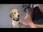 (Magic trick for dog) Confused Dog With Magic - Dog Head Shaking - Cute Dog Pictures