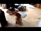 FUNNY DOG MUNCHES ON AIR