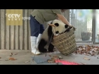 Watch: Giant pandas create trouble as staff cleans their house