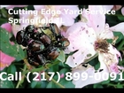 Japanese Beetle Control In Springfield IL