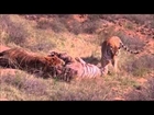 Wild Cats fight to the death ( Tiger Lion Leopard Black Panther ) Compilation