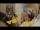 cobra vs mongoose _ : Monster Snake Animal attack Golden