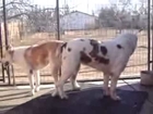 Central Asian Shepherd dogsAlabai dogs mating and got stuck position Dogs Mating ~
