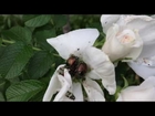 The bumblebee is not the only one that gives 'high-fives'... The Japanese Beetle does it too!