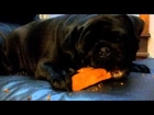 Bella the Pug eats a bone and gets crumbs ALL OVER