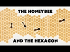 Why do honeybees love hexagons? - Zack Patterson and Andy Peterson