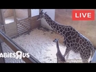 Baby Giraffe, April The Giraffe - Animal Adventure Park Giraffe Cam - Live Stream [24/7] - REPLY