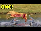 Most Amazing Wild Animal Attacks Top 10 Craziest Animal Fights Caught On Camera Part 2