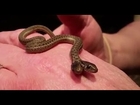 Man finds two headed snake at University of Idaho and decides to keep it as a pet