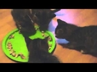 Funny Kittens Food Fight Edition 2014