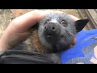 Juvenile bat squeaks while being tickled.
