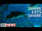 Shark Eats Shark