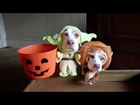 Dogs in Costumes Go Trick-or-Treating on Halloween: Cute Dogs Maymo & Penny