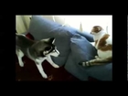 Top 10 clips of crazy dogs
