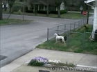 FedEx Driver Chases Truck Rolling backwards as Dogs Watch