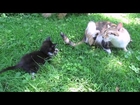 Funny Cats | June 2014 - Baby Kitten plays with Cat