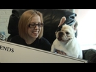 Manny the Frenchie Visits a Girl with Cystic Fibrosis. Spread awareness and please share.