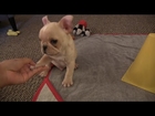 French Bulldog Puppy Tricks 12 wks old Brody Brixton