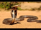 KING COBRA 18 feet long