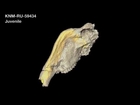 Animated 3D Morphology of CT-Scanned Rusingoryx Specimens