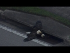 Two bald eagles stuck in a storm drain