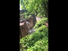 Cincinnati zoo kills gorilla to save boy who fell into enclosure