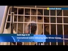 Sochi Olympics stray dogs make it to America: rescued Russian dogs arrive at Washington shelter