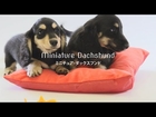 Dogs/Puppy : Miniature Dachshund : ミニチュア・ダックスフンド【子犬】［HD］