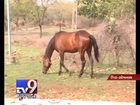 Horse Breeding Unit of Animal Husbandry Department in dire straits, Gir Somnath - Tv9 Gujarati