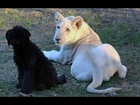 Shumba The White Lion Baby and Cute Dog Playing Together - Animal Friendship