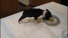 Puppy Falls Into His Own Bowl In Excitement