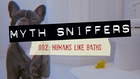 Myth Sniffers: Debunking Human Myths - 002#: Humans Like Baths