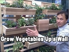 Vertical Gardening Examples at the 2014 Chicago Flower and Garden Show