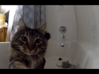 Maine Coon Kitten Attacks Shower Curtain | HD