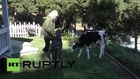 USA: Meet Goliath, the baby cow that thinks it's a DOG