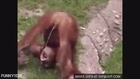 Monkey Drinks His Owns Pee!!!