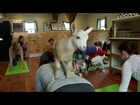 'Goat Yoga' a hit on New Hampshire farm