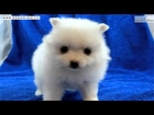 Best Cute Puppy Dogs Photos - Cute Puppy Pictures Collection