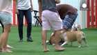 Dubai dogs get own air-conditioned park and pool