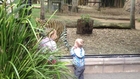 Kids Play Peek-A-Boo With Tiger at Zoo