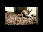 Animals videos cute  big cats mate video