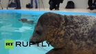Russia: Rescued young seals prepare to enter the wild