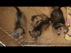 Dachshund Puppies Longhair
