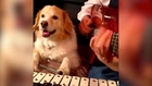 Maple the musical pooch plays drums, glockenspiel and piano