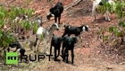 India: Meet Mani, the monkey who herds goats