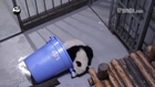 Panda Cub Finds Himself the Perfect Hiding Place
