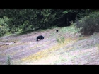 Black Bear with Blue head near Silvermere Lake is Mission, BC