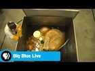 BIG BLUE LIVE | The Biggest Heart Ever Preserved - A Blue Whale's! | PBS