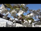 Watching Cherry Blossoms, Camp Kurihama, Japanese Self Defense Force Base, Hanna Mi