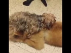 Dog humping the wrong end of another dog.